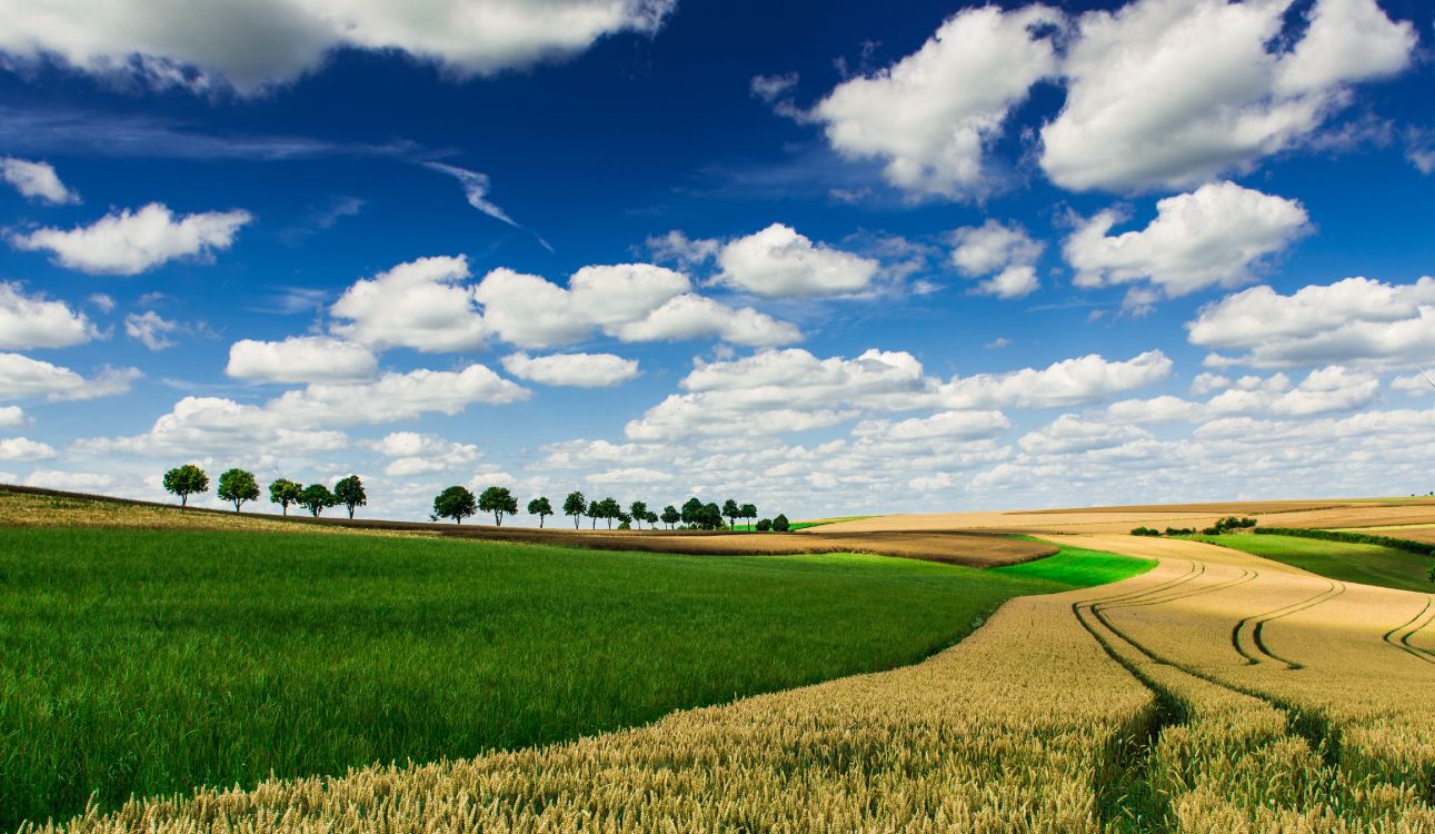 green grass field under blue sky and white clouds during daytime