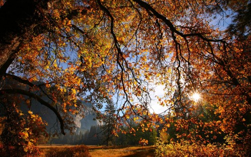 Image brown and green trees during daytime