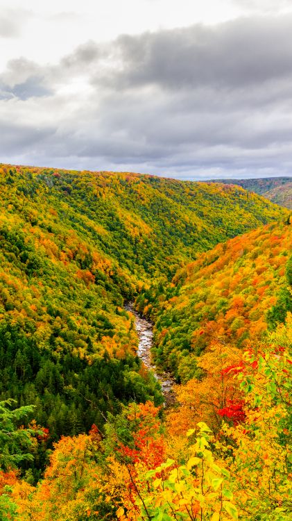 Nature, Plante de la Communauté, L'écorégion, Paysage Naturel, Orange. Wallpaper in 1080x1920 Resolution