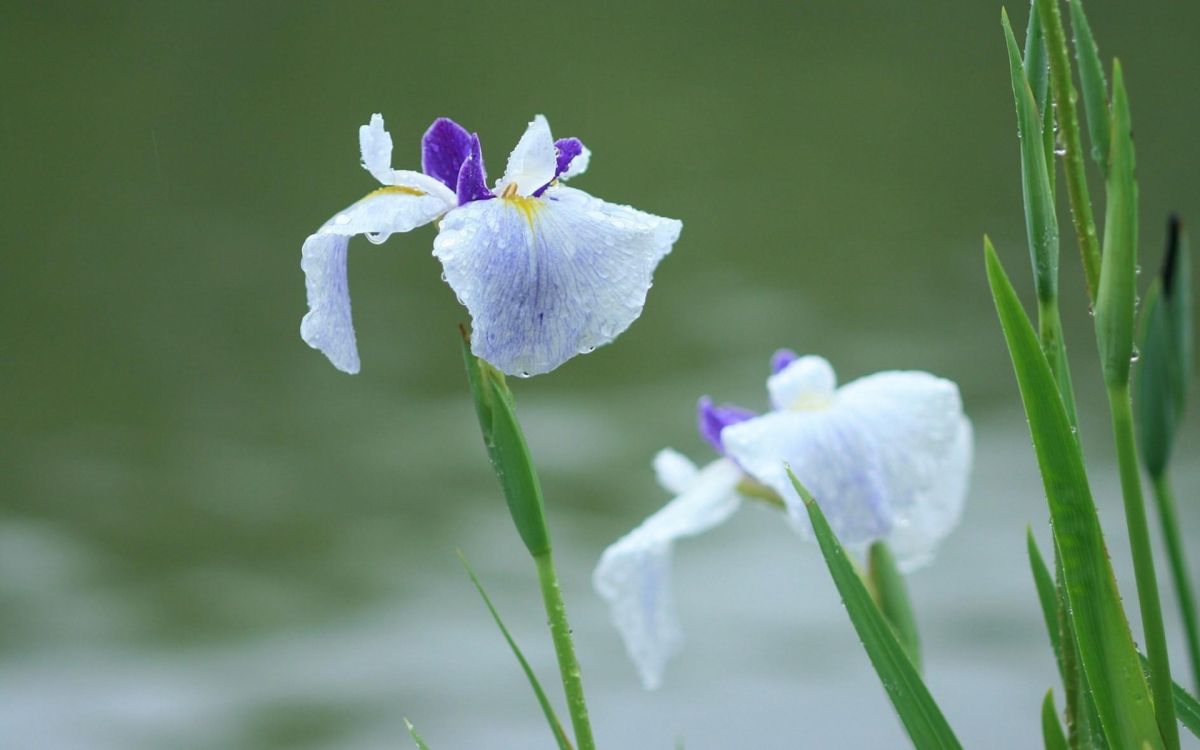 purple flower in tilt shift lens