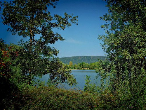 Image green trees near lake under blue sky during daytime