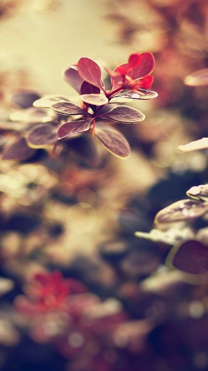 white and red flower in tilt shift lens