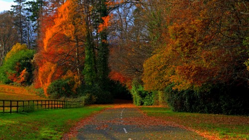 Image plant, leaf, tree, natural landscape, People in nature