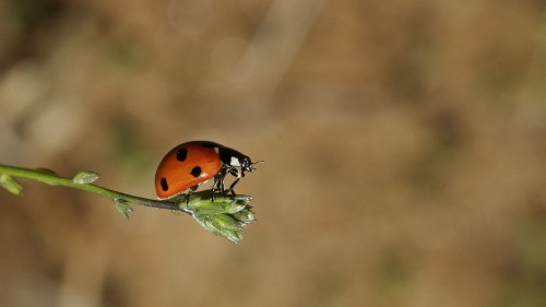 Image red and black ladybug on green leaf in close up photography during daytime