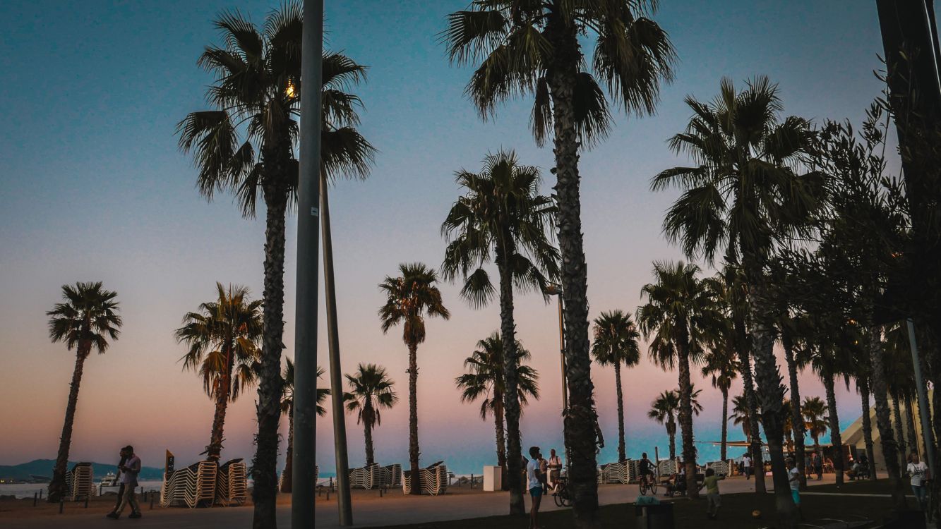 people walking on the street surrounded by palm trees during daytime