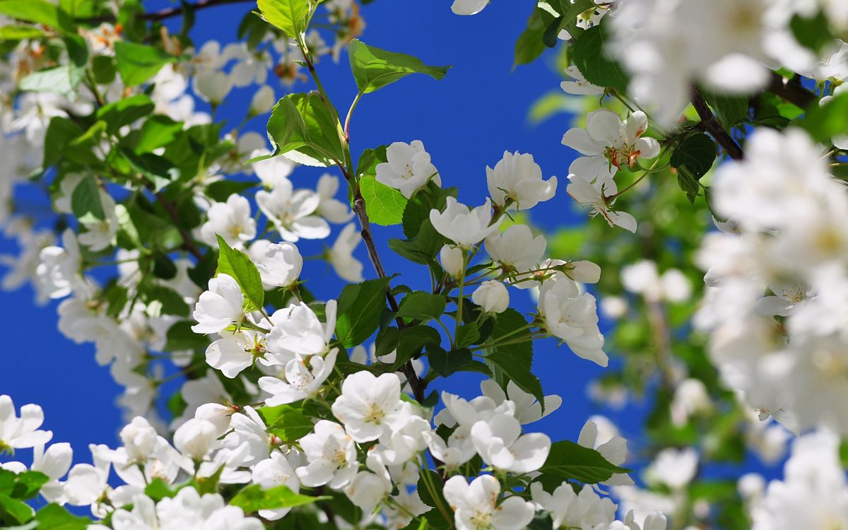 white flowers in tilt shift lens