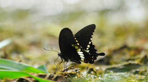 Image black and white butterfly on green grass during daytime