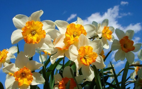 Image yellow daffodils in bloom during daytime