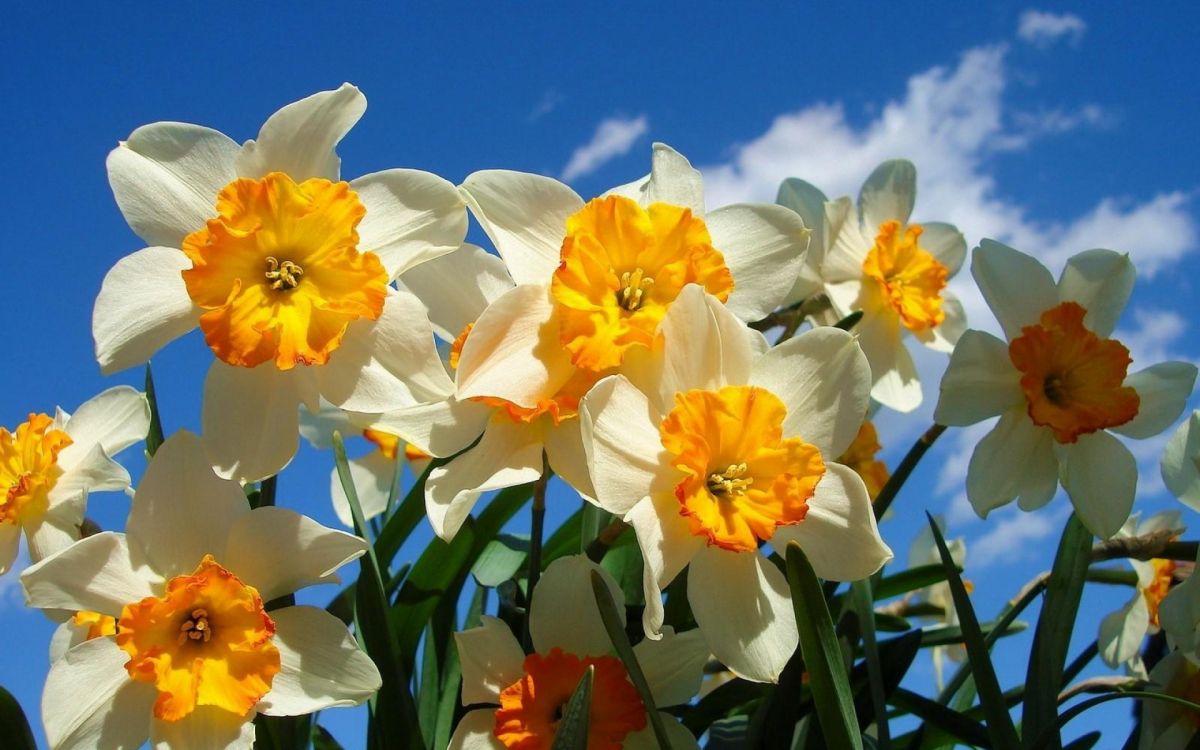 Premium AI Image  Daffodils in the field wallpapers