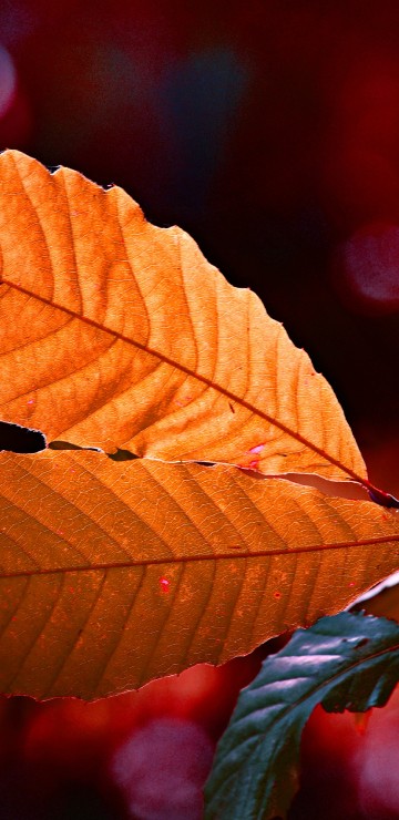 Image leaf, red, tree, green, orange