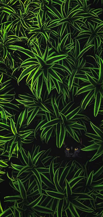 Vegetation, Botanik, Terrestrische Pflanzen, Gras, Bodendecker. Wallpaper in 1422x3000 Resolution