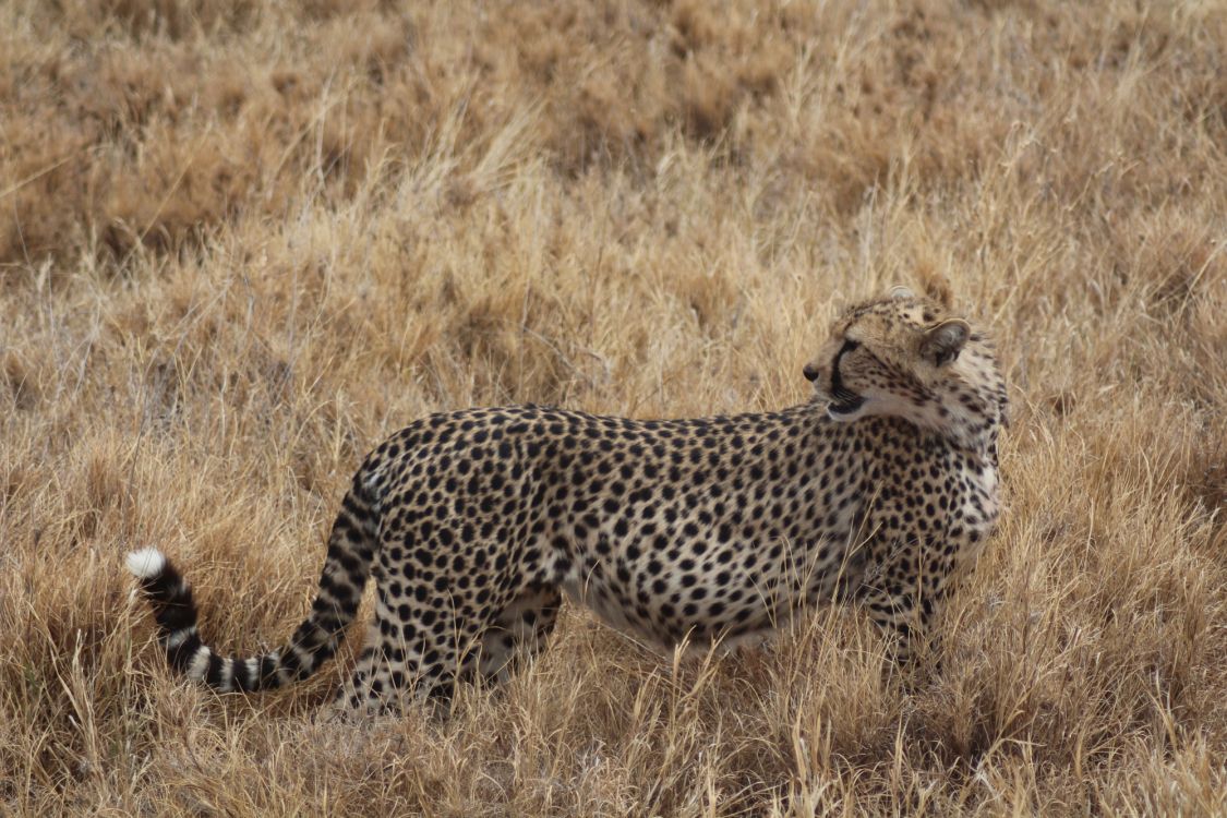 cheetah walking on brown grass field during daytime