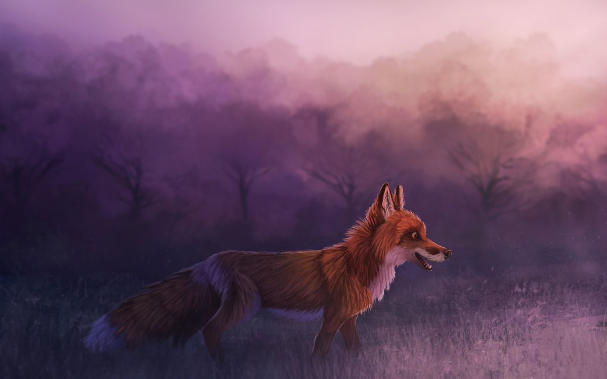 Brauner Fuchs Auf Weißer Wiese. Wallpaper in 4000x2500 Resolution