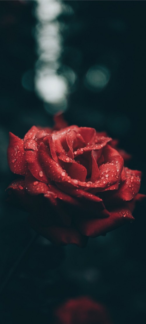 Image red rose aesthetic, rose, Aesthetics, art, flower