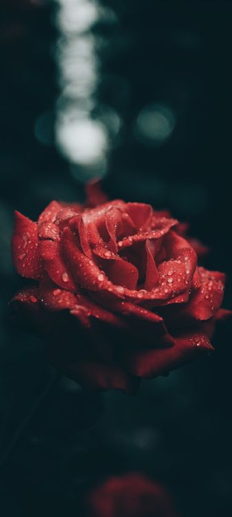 red rose aesthetic, rose, Aesthetics, art, flower