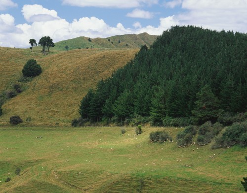 Image green grass field with trees