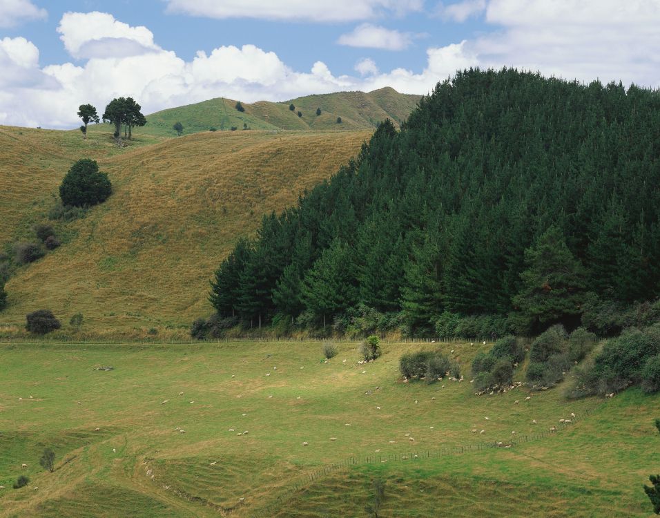 green grass field with trees