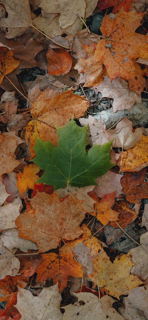 Image leaf, orange, autumn, deciduous, plant pathology