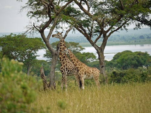 Image brown and black giraffe standing on green grass field during daytime