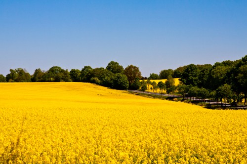 Image yellow flower field during daytime