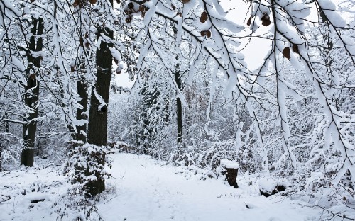 Image snow covered trees during daytime