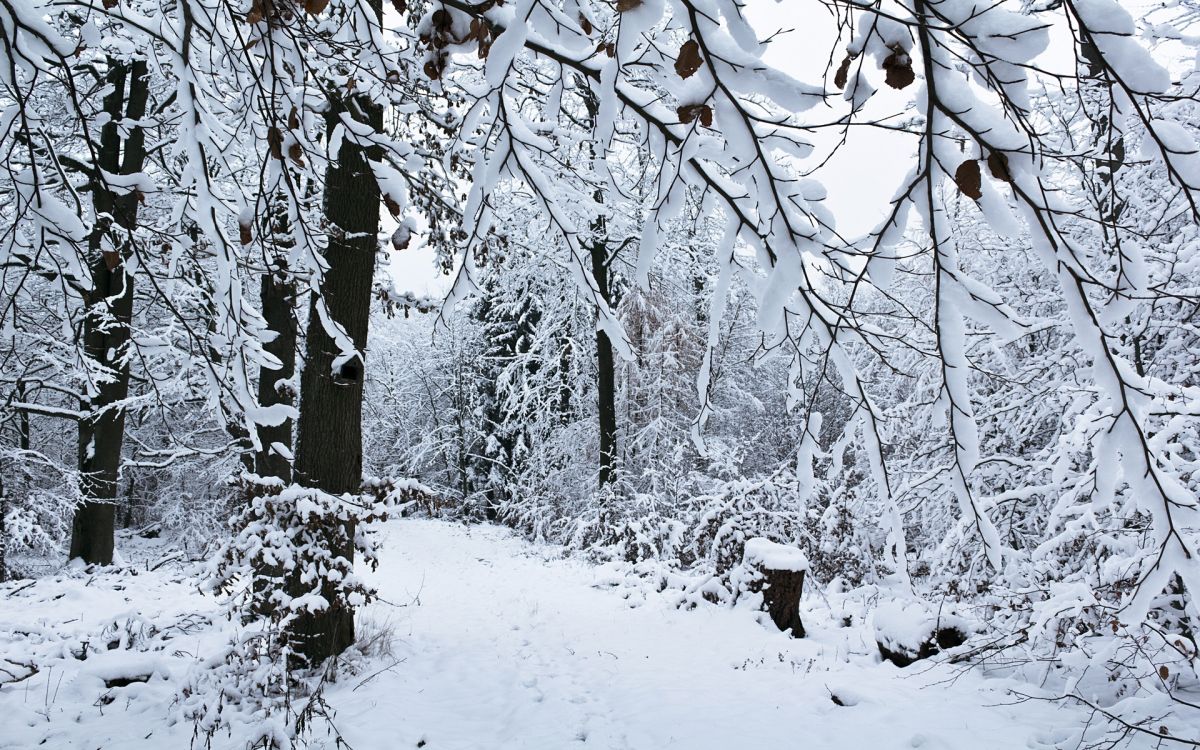 snow covered trees during daytime