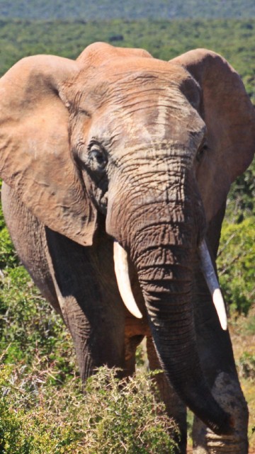 Image brown elephant on green grass field during daytime