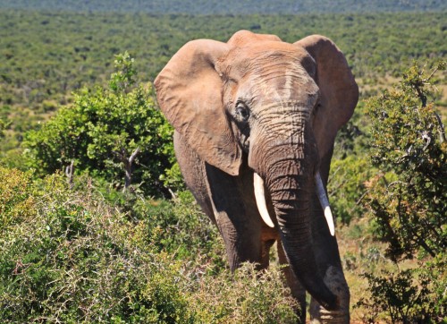 Image brown elephant on green grass field during daytime