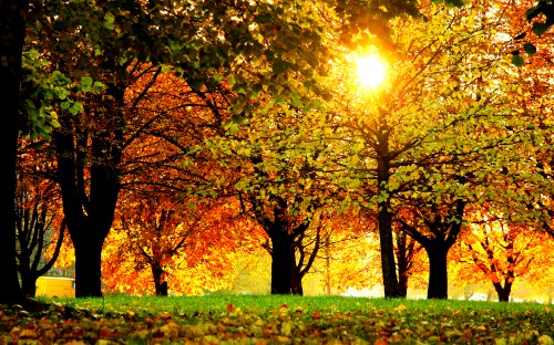 Image green grass field with trees during daytime