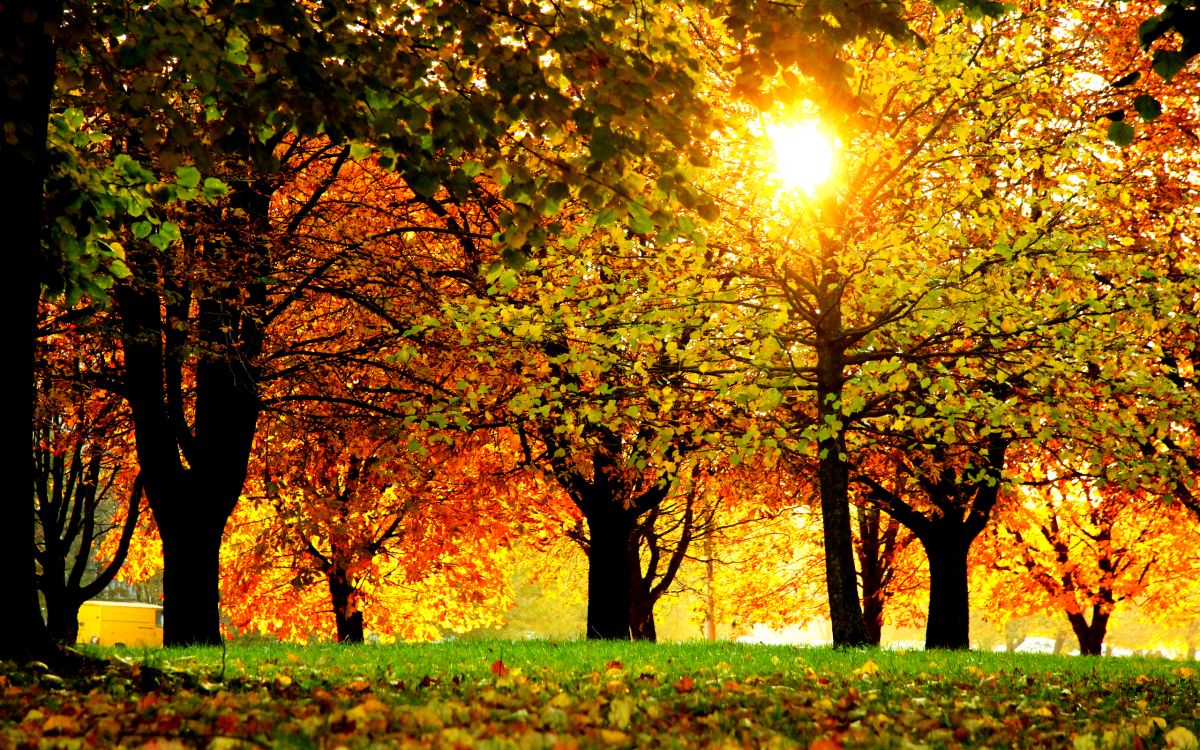 green grass field with trees during daytime