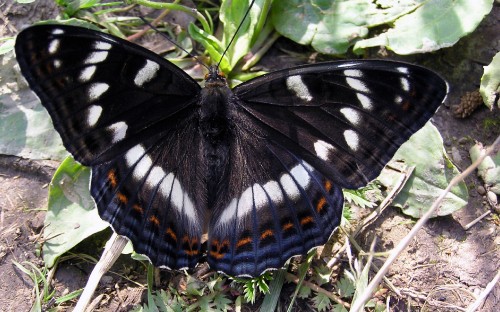 Image black white and brown butterfly on green grass during daytime