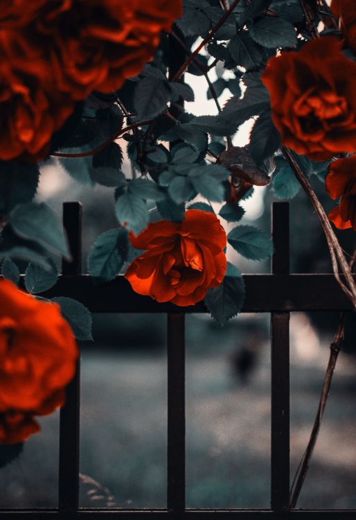 Orange Roses in Bloom During Daytime. Wallpaper in 3890x5671 Resolution