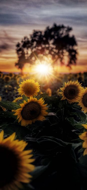 Fleurs du Soleil, la Journée, Pétale, Botanique, Nature. Wallpaper in 1080x2340 Resolution