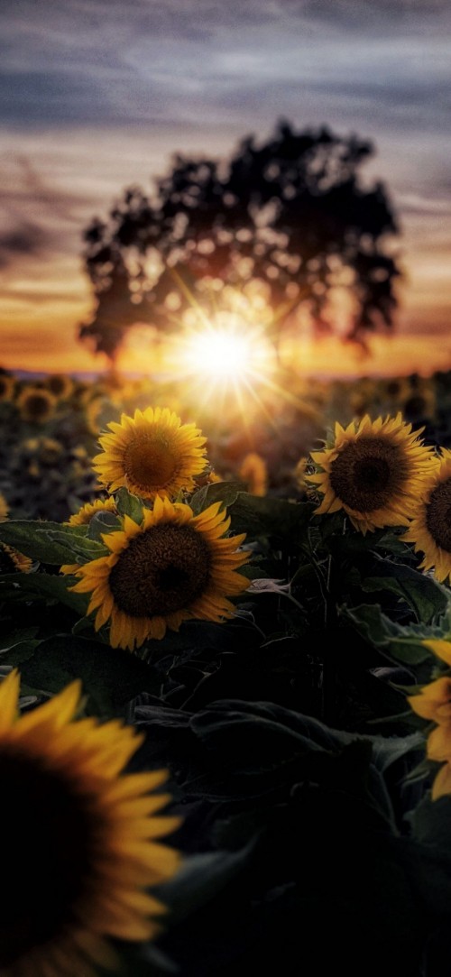 Image sun flowers, sunflowers, flower, plant, daytime