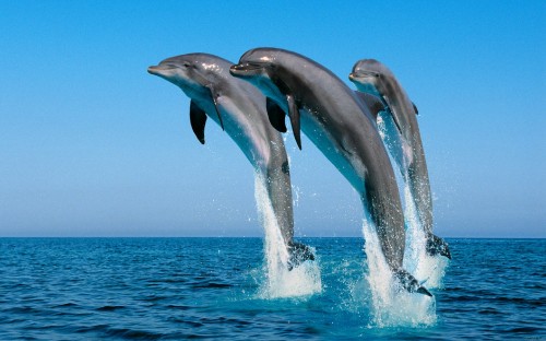 Image 2 dolphins jumping over the sea