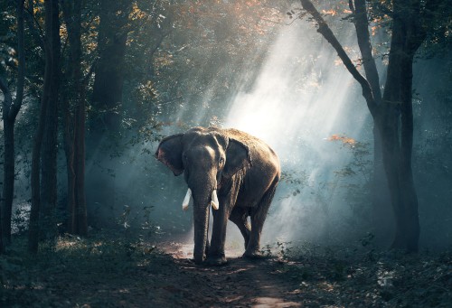 Image elephant walking on the forest