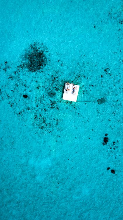 Eau, Biologie, Biologie Marine, Blue, Green. Wallpaper in 2250x4000 Resolution