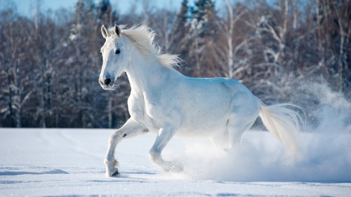 Image brown horse running on road during daytime