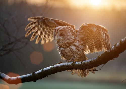 Image brown owl perched on brown tree branch during daytime