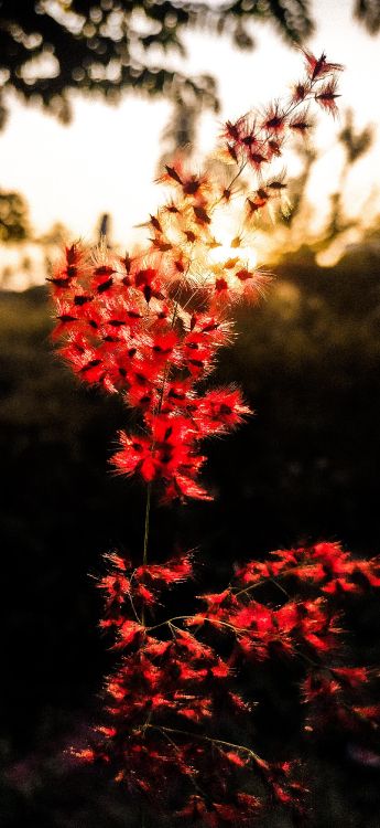 nature, leaf, flower, plant, botany