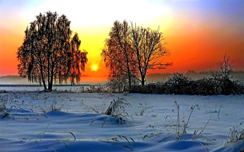 Image leafless trees on snow covered ground during sunset