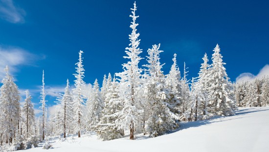 Image snow covered pine trees during daytime