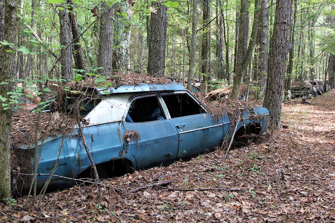 Blaue Limousine Tagsüber im Wald Geparkt. Wallpaper in 2039x1360 Resolution