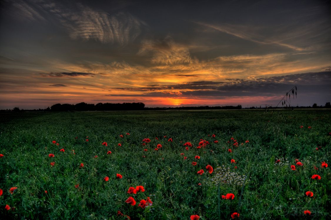 Rote Blumen Unter Bewölktem Himmel Bei Sonnenuntergang. Wallpaper in 4770x3177 Resolution