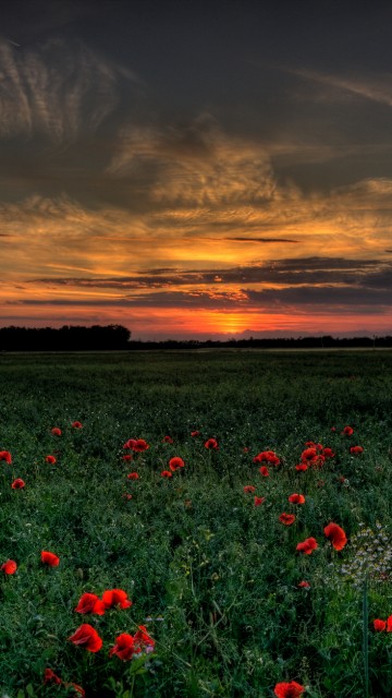 Image red flowers under cloudy sky during sunset