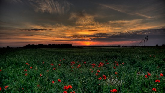 Image red flowers under cloudy sky during sunset