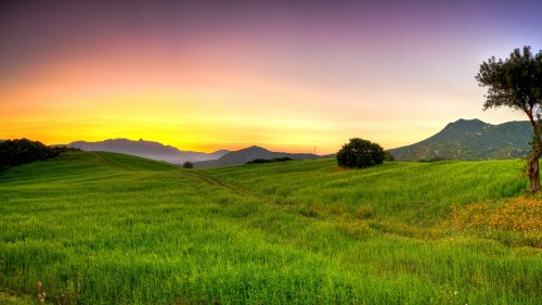 Image green grass field during sunset