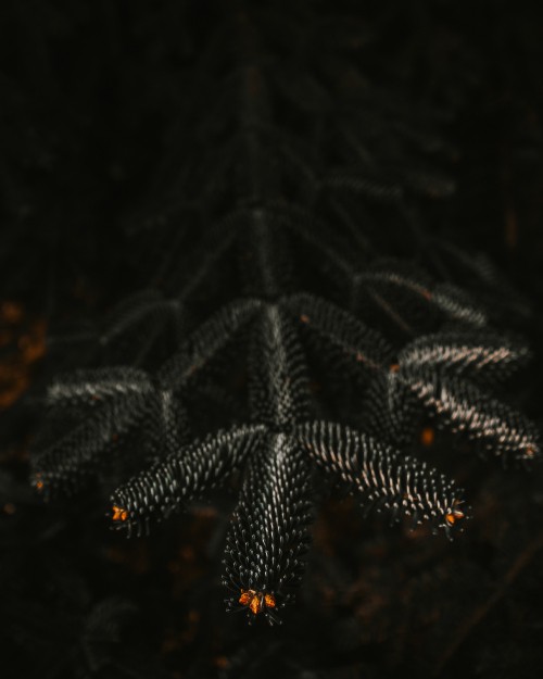 Image green pine tree in close up photography