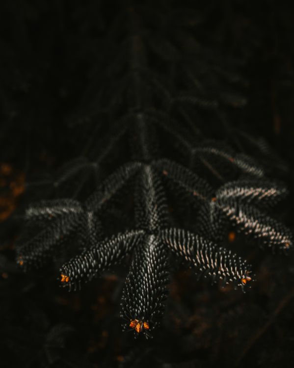 green pine tree in close up photography