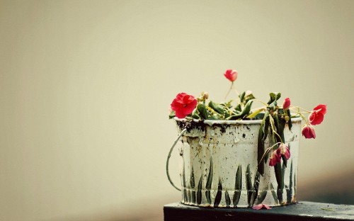 Image red roses in white ceramic vase